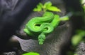 Green python snake Royalty Free Stock Photo