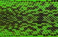Green python leather, skin texture for background. Royalty Free Stock Photo