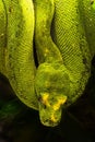 Green python, Morelia viridis Royalty Free Stock Photo