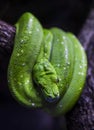 Green python, morelia viridis in terrarium Royalty Free Stock Photo