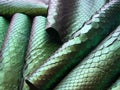 Green python skin  snake. Royalty Free Stock Photo