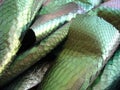 Green python skin  snake. Royalty Free Stock Photo