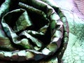 Green python skin  snake. Royalty Free Stock Photo