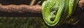 Green python snake on a branch with green leaves. A green python hangs on a branch of an old tree. Royalty Free Stock Photo