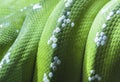 Green python snake skin Royalty Free Stock Photo