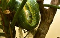 Coiled Green Python Snake in a Tree Royalty Free Stock Photo