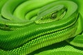 Green python snake skin texture background, generative ai Royalty Free Stock Photo
