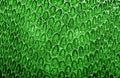 Green python snake skin texture background Royalty Free Stock Photo