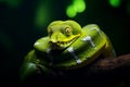 Green Python Snake Wild Animal Coiled Around His Body on Tree Branch in Forest Jungle Royalty Free Stock Photo