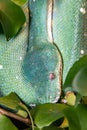 Green Python. A tree python. Morelia viridis. Royalty Free Stock Photo