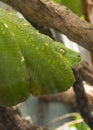 Green python on tree in tropical jungle Royalty Free Stock Photo