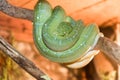 The green Python was curled up on a tree branch. close-up Royalty Free Stock Photo