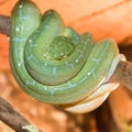 The green Python was curled up on a tree branch. close-up Royalty Free Stock Photo