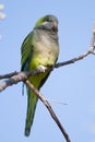 Green Quaker Parrot Royalty Free Stock Photo