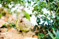 Green quaker parrot in natural woods in barcelona Royalty Free Stock Photo