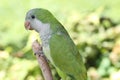 Green Quaker Parrot Royalty Free Stock Photo