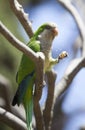 Green Quaker Parrot Royalty Free Stock Photo