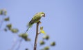 Green Quaker Parrot Royalty Free Stock Photo