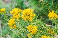 Green rabbitbrush flower Royalty Free Stock Photo