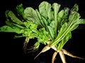 Green radish and Bunch of fresh coriander leaves over black background as package design element Royalty Free Stock Photo