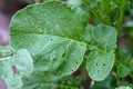 The slugs ate the leaves of the plants in the garden