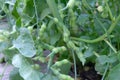 Green radish pods close-up.