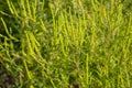 Ragweed plants