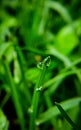 Green rain drop wallpaper Royalty Free Stock Photo