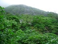 Green rain forest and mountain