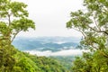 Green rain forest on mountian with mist and low cloud in morning