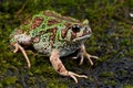 Green rain frog Royalty Free Stock Photo