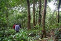 Green rain tropical forest in Quang Tri, Vietnam