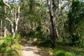 Green rainforest is located on fraser island in Australia