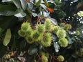 Green rambutan fruit