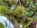 Green Rambutan fruits or Nephelium lappaceum on tree. a tropical tree in the family Sapindaceae Royalty Free Stock Photo