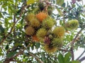 Green Rambutan fruits or Nephelium lappaceum on tree. a tropical tree Royalty Free Stock Photo