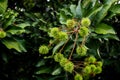 Green rambutan on tree in forest