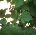green raspberry bush black berries Royalty Free Stock Photo