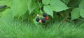 green raspberry bush black berries Royalty Free Stock Photo