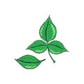 Green raspberry leaf. Floral design. Hand drawn vector illustration