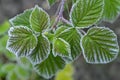 Green raspberry leaves covered in winter frost