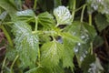 Green raspberry leaves covered in winter frost in a close up view conceptual of the seasons and weather