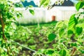 Green raspberry leaves. Growing raspberries Royalty Free Stock Photo