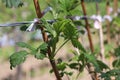 Green raspberry plants