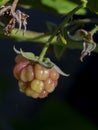 Green raspberry on the stem of a bush