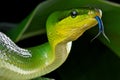 Green ratsnake