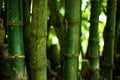 Green raw Bamboo is a continuous integration and deployment tool