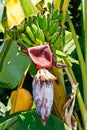 Green raw banana and big banana blossom on tree. Food from natural Royalty Free Stock Photo