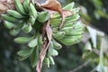 Green raw banana fruit bunch hanging under bright sunlight. Royalty Free Stock Photo