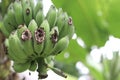 Green raw bananas with animal bite marks on the banana tree.